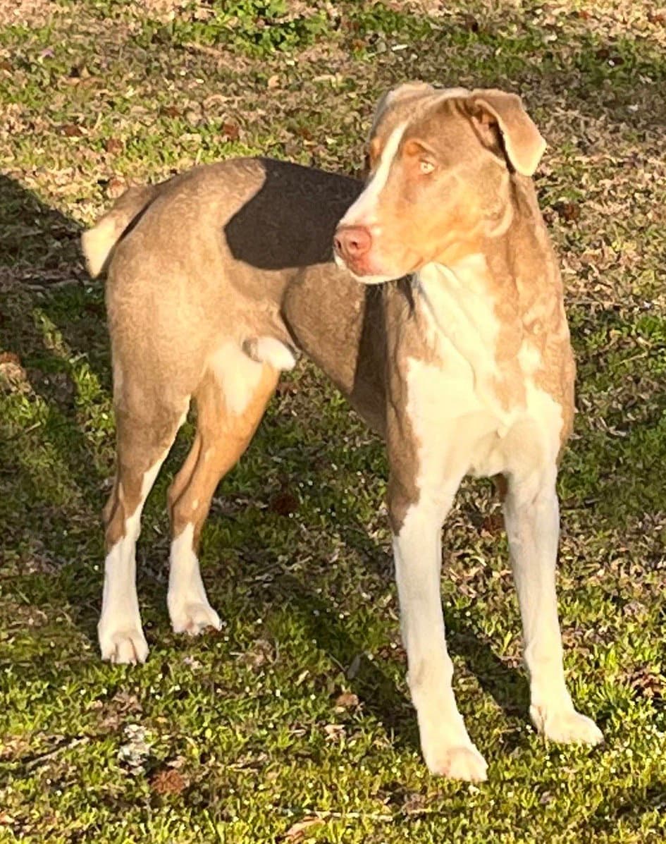 Leo - Hound