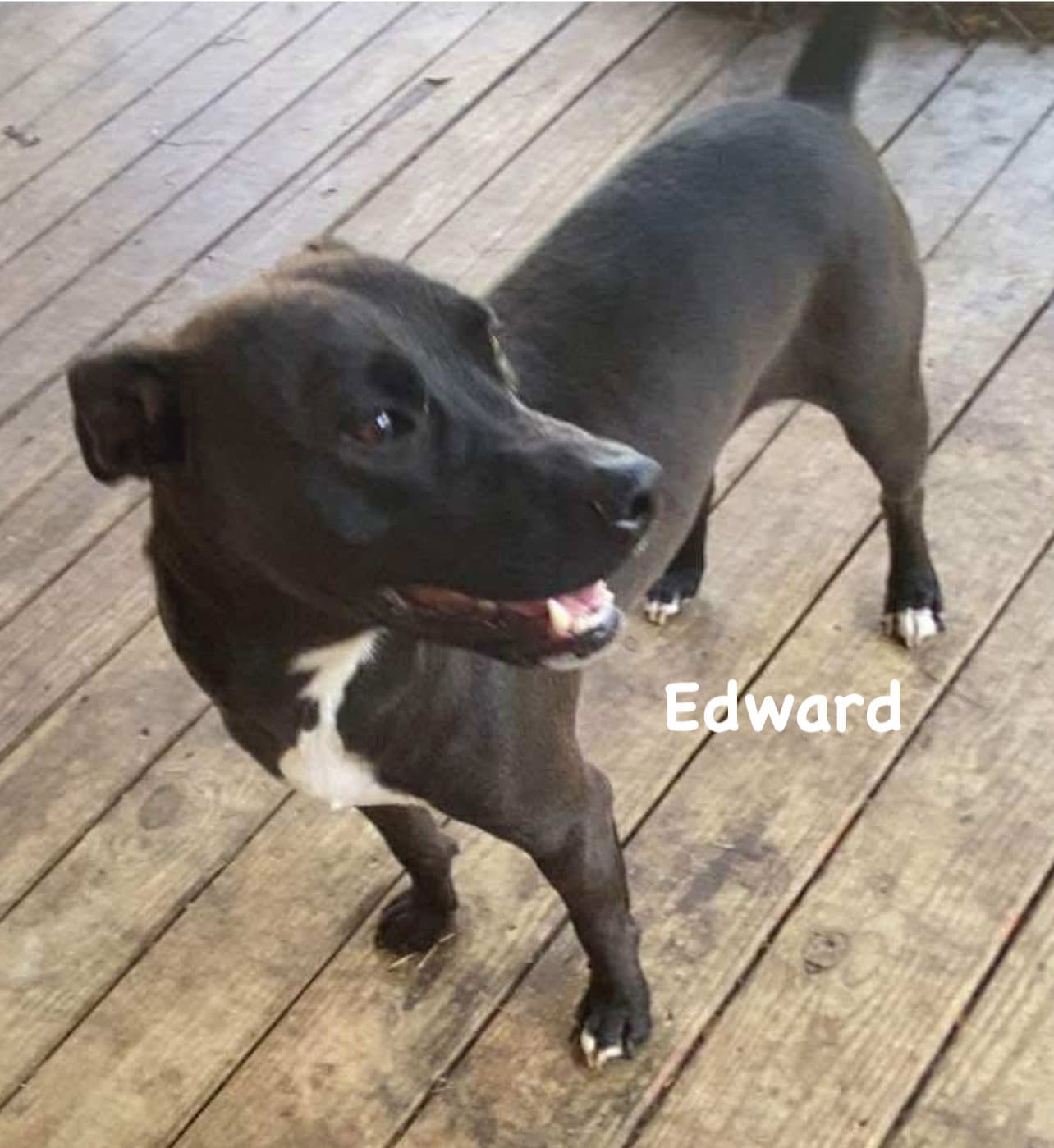 Edward - Terrier