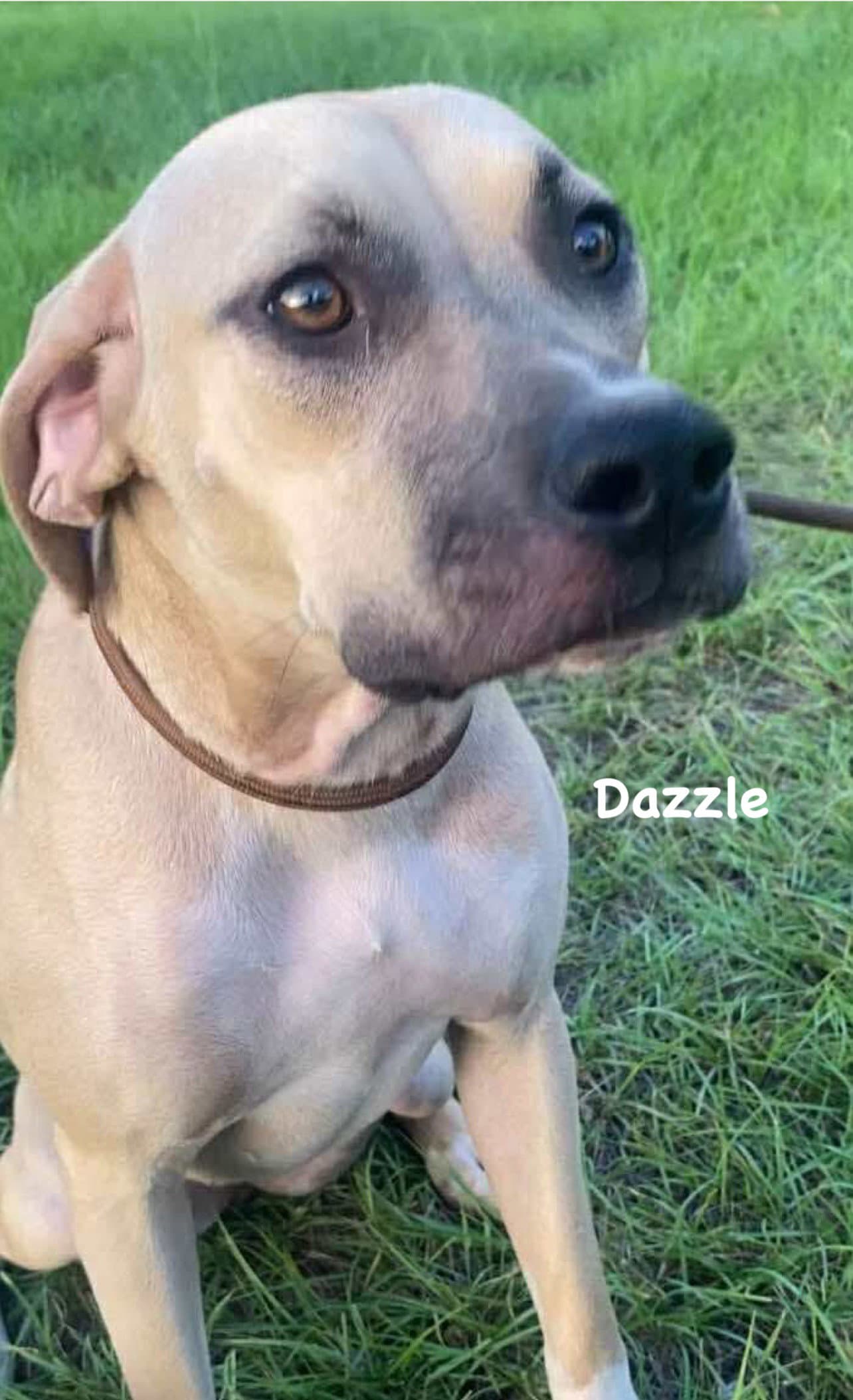 Dazzle - Unknown