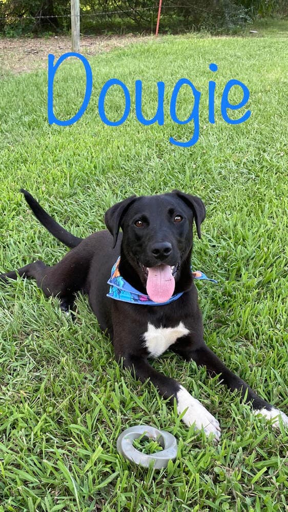 Dougie Boy - Labrador Retriever
