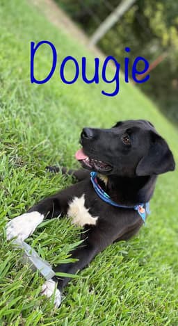 Dougie Boy image 2