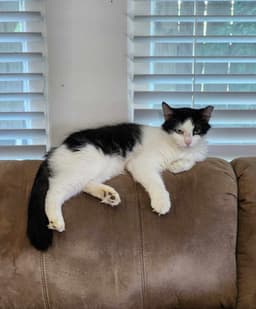 Millie image 1