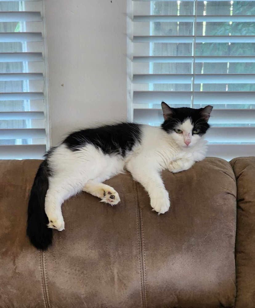 Millie - Domestic Medium Hair
