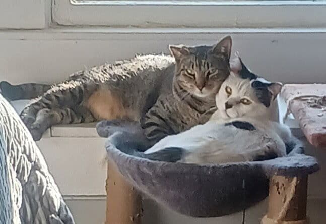 Panda And Louie Bonded Pair - Domestic Short Hair