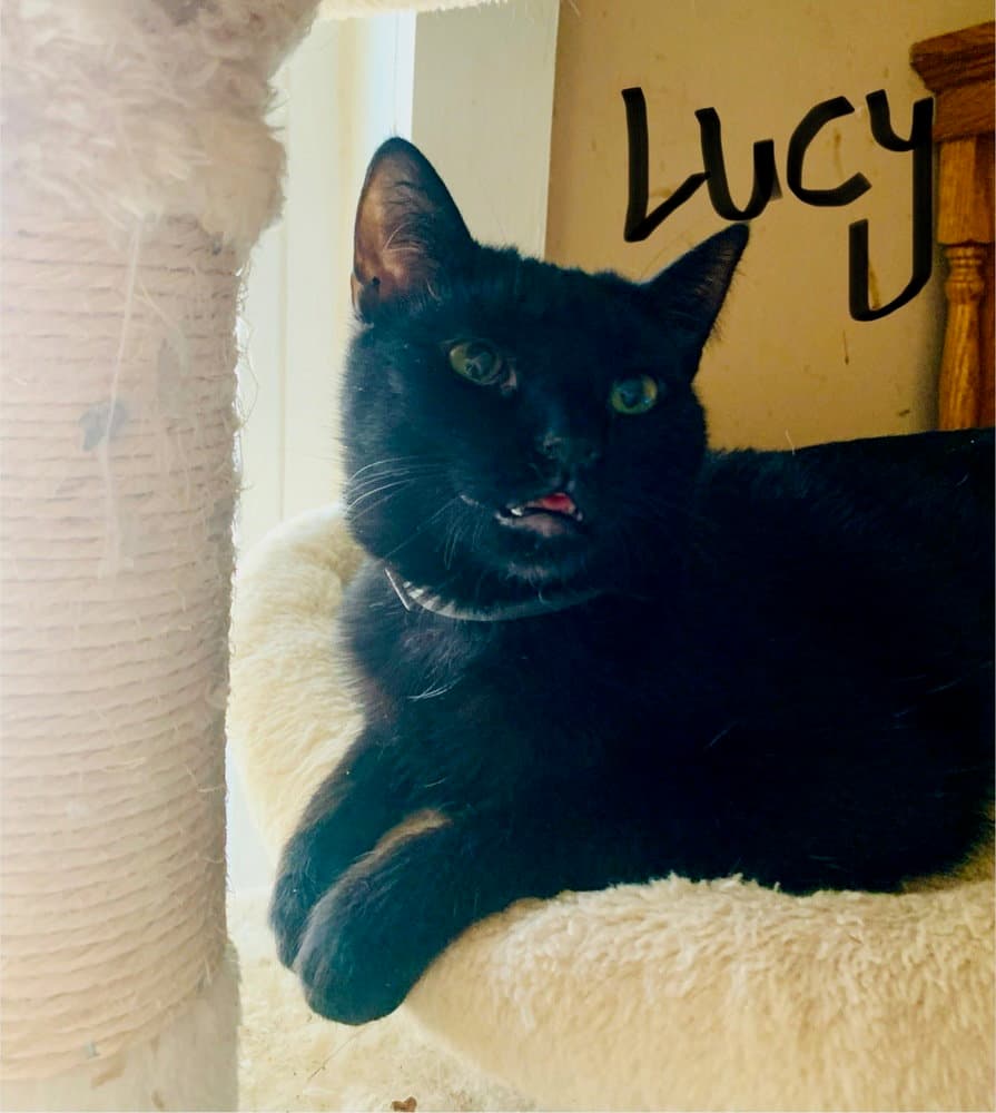 Lucy - Domestic Short Hair