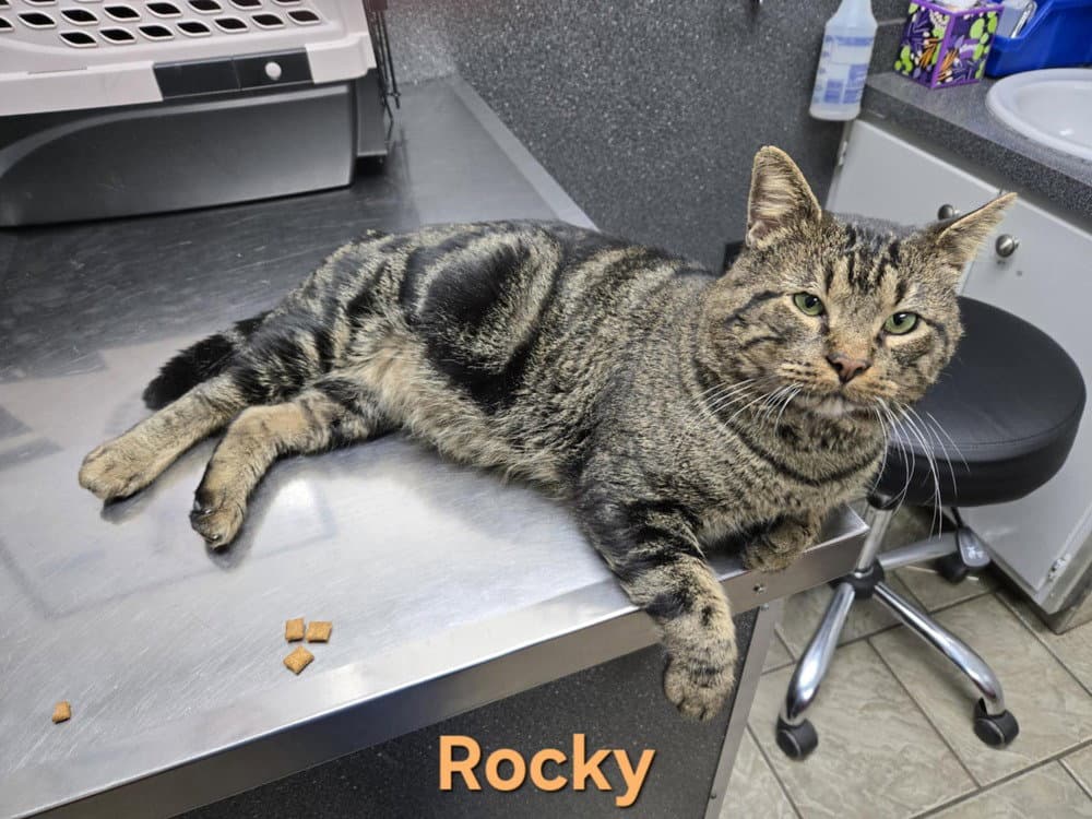 Rocky - Domestic Short Hair