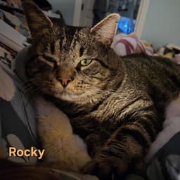 Rocky image 2