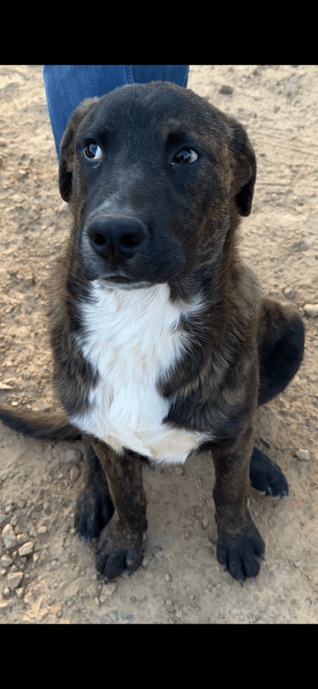 Bear - Terrier