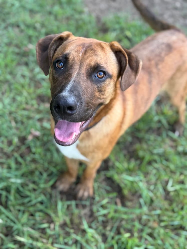 Jethro - Shepherd