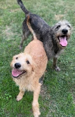 Andy And Benji image 3