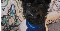 Little Buddy image 1