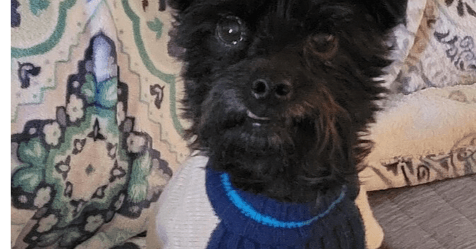 Little Buddy - Schnauzer