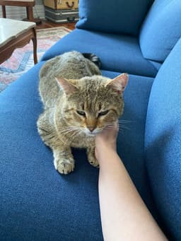 Kitty Cent image 1
