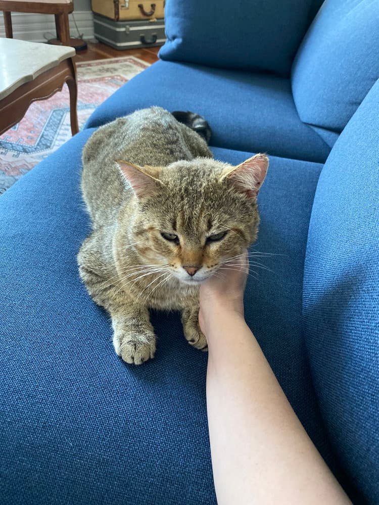 Kitty Cent - Domestic Short Hair