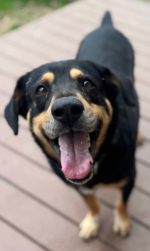 Buddy - Rottweiler