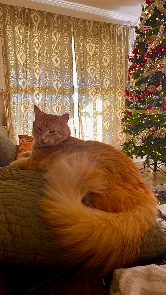 Leo - Domestic Long Hair