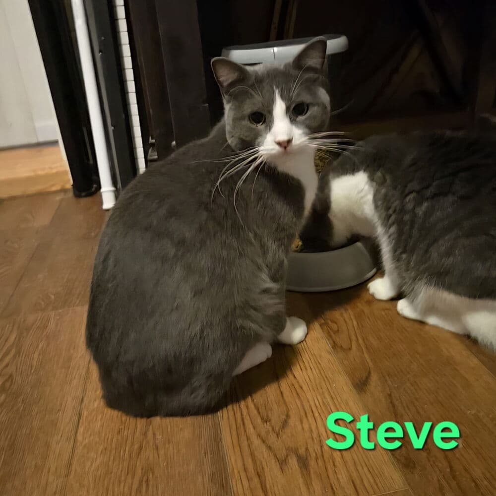 Steve - Domestic Short Hair