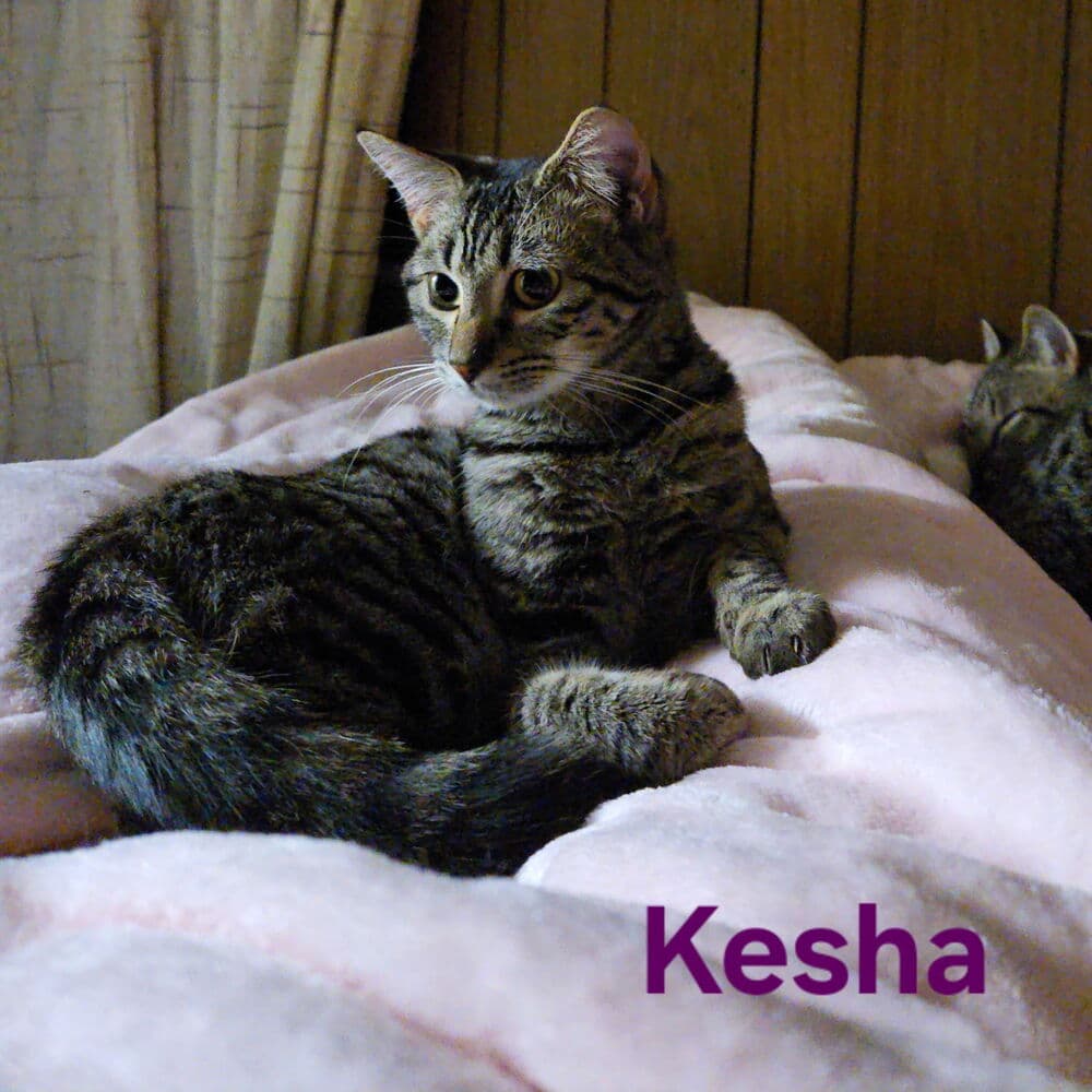 Kesha - Domestic Short Hair