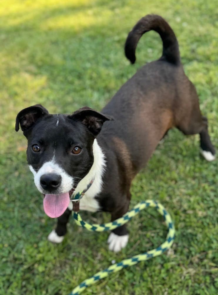 Mattison - Terrier