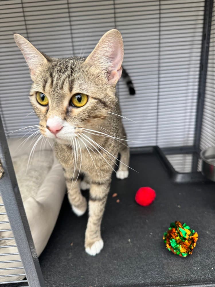 Hazel- Nut - Domestic Short Hair