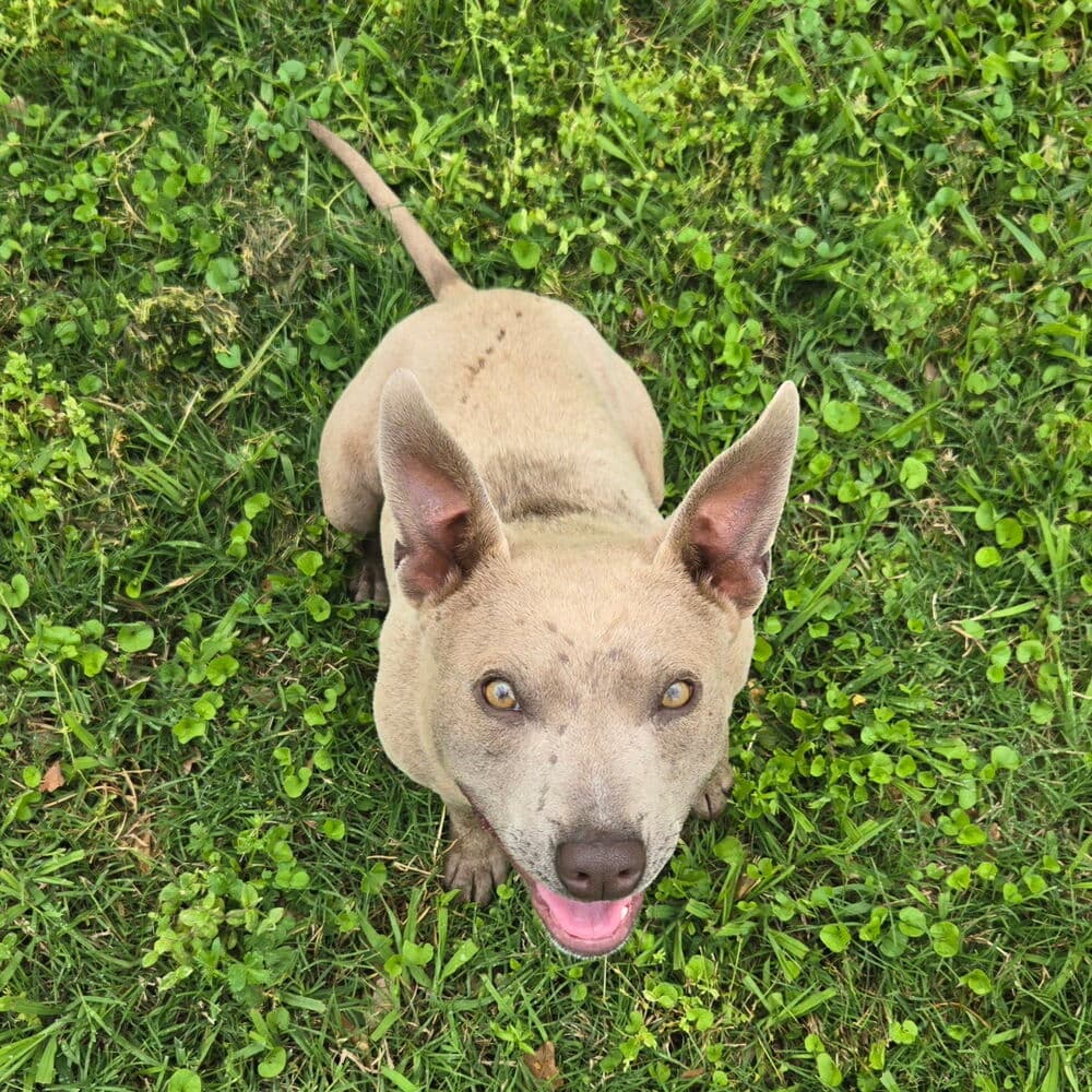 Frankie - Thai Ridgeback