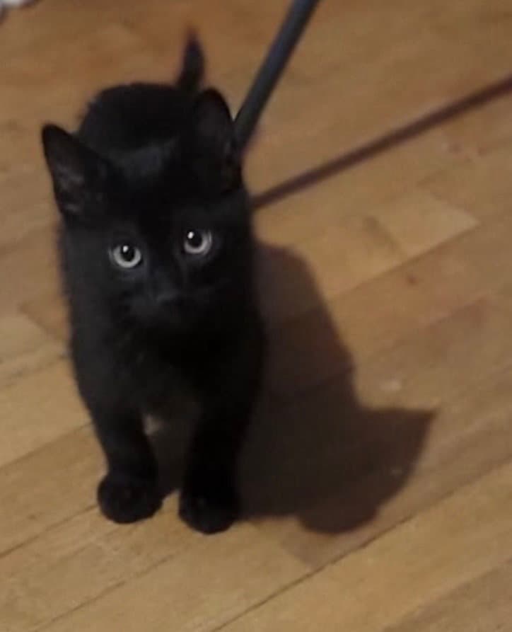 Siris - Domestic Short Hair