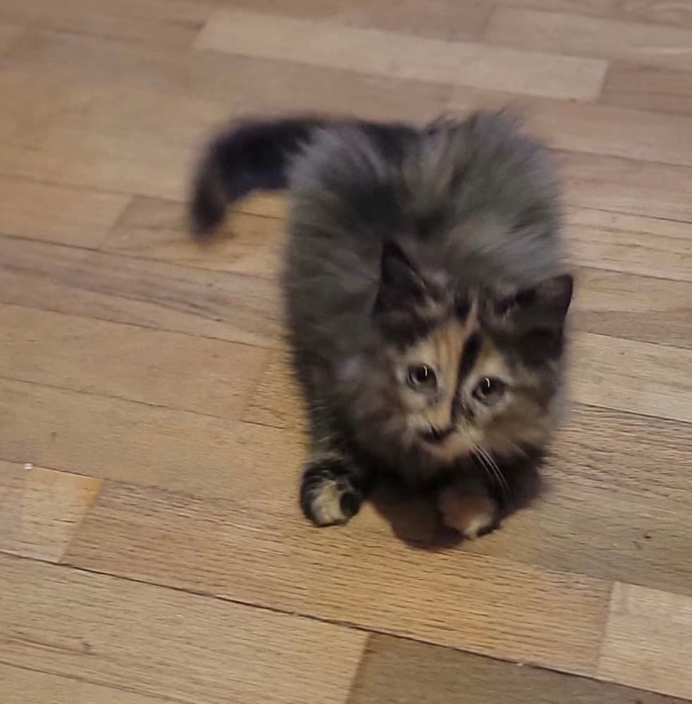 Bella - Domestic Short Hair