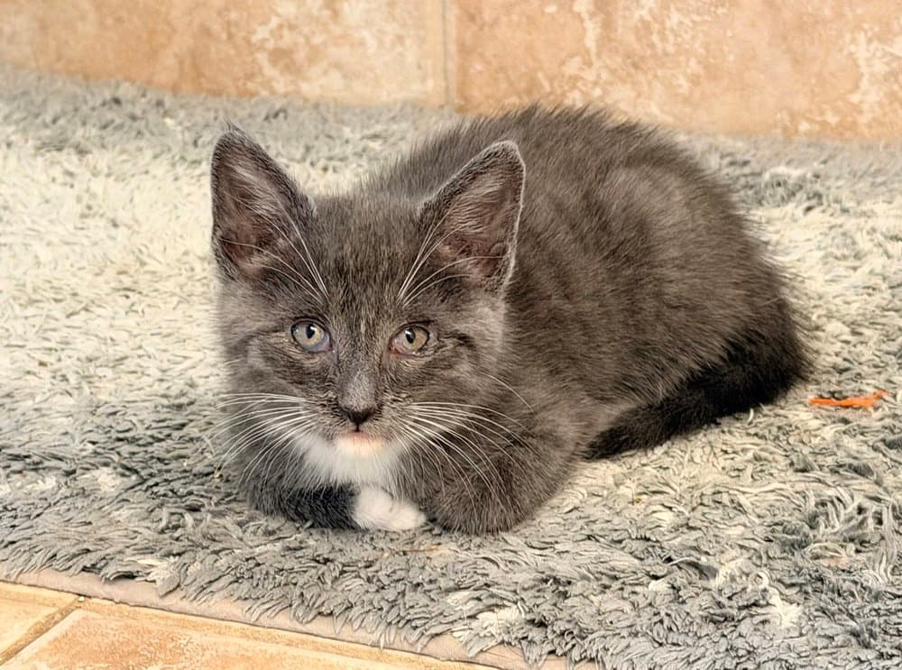 Cooper - Russian Blue
