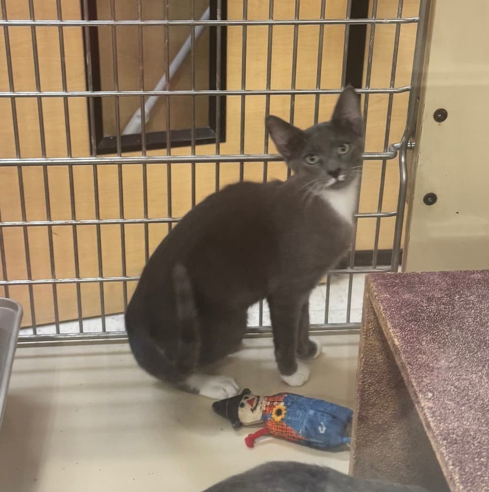 Boots - Russian Blue