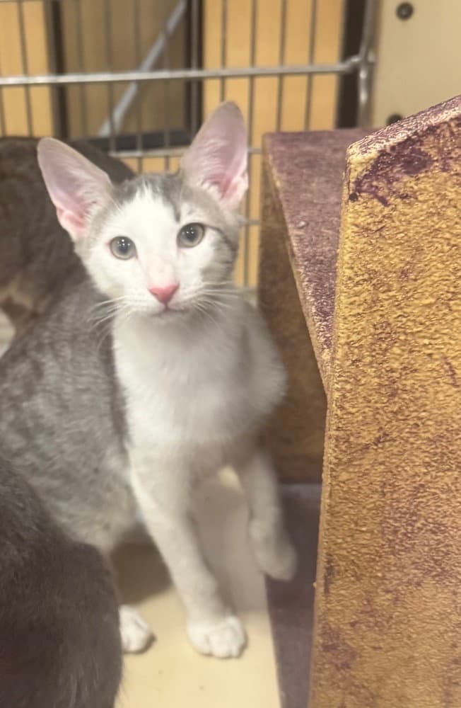 Swiper - Domestic Short Hair