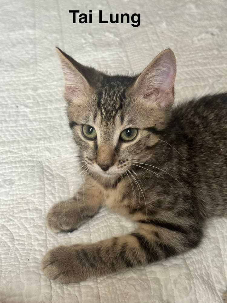 Tai Lung - Domestic Short Hair