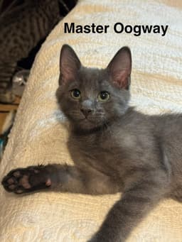 Master Oogway image 1