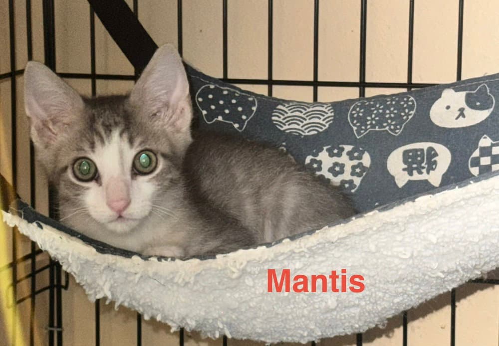 Mantis - Domestic Short Hair