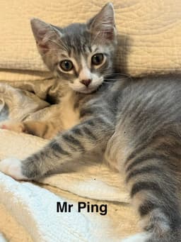 Mr Ping image 1