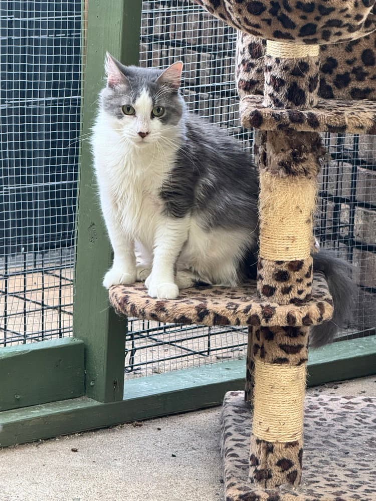 Marble - Domestic Long Hair