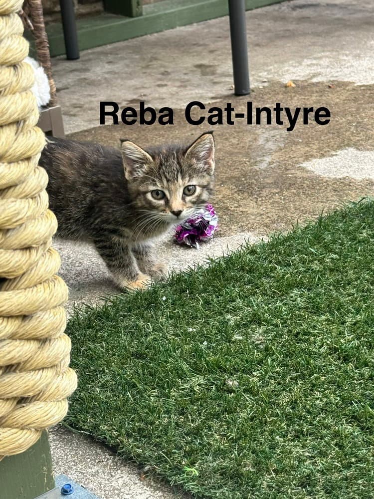 Reba Cat-Intyre - Domestic Short Hair
