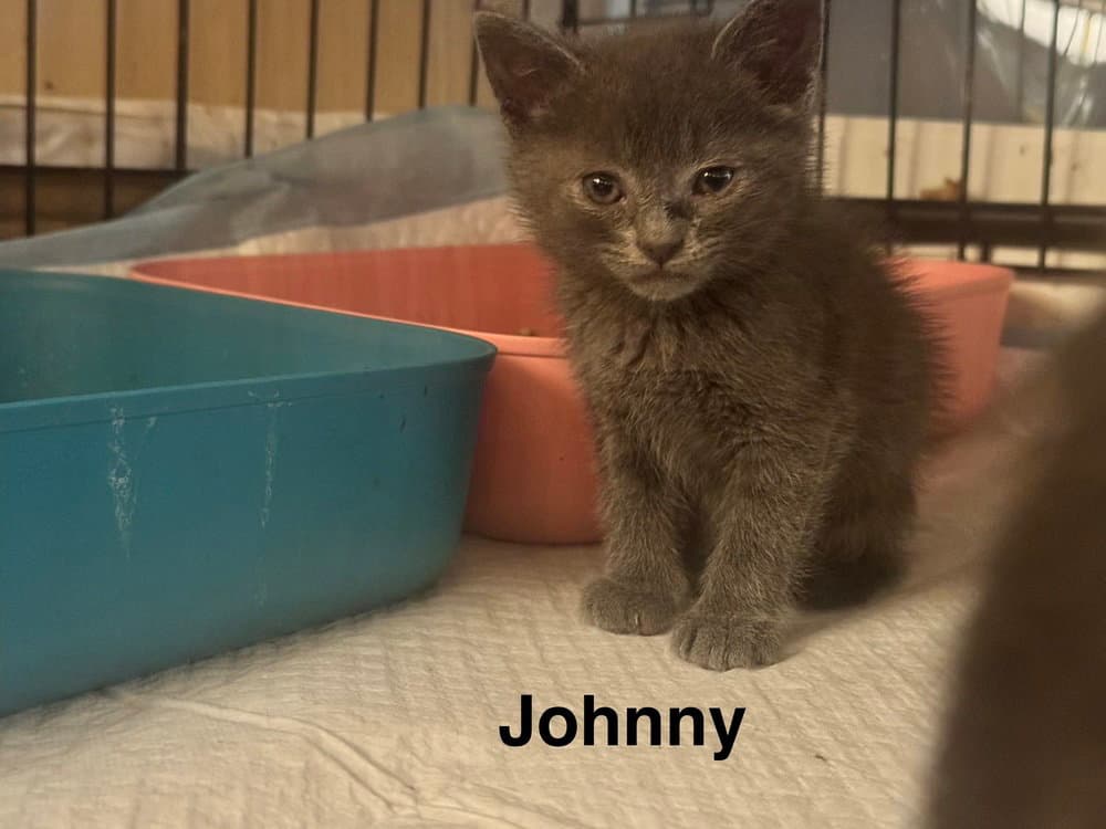 Johnny Cash - Russian Blue