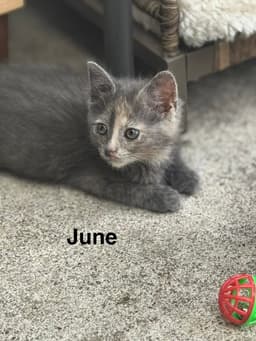 June image 1