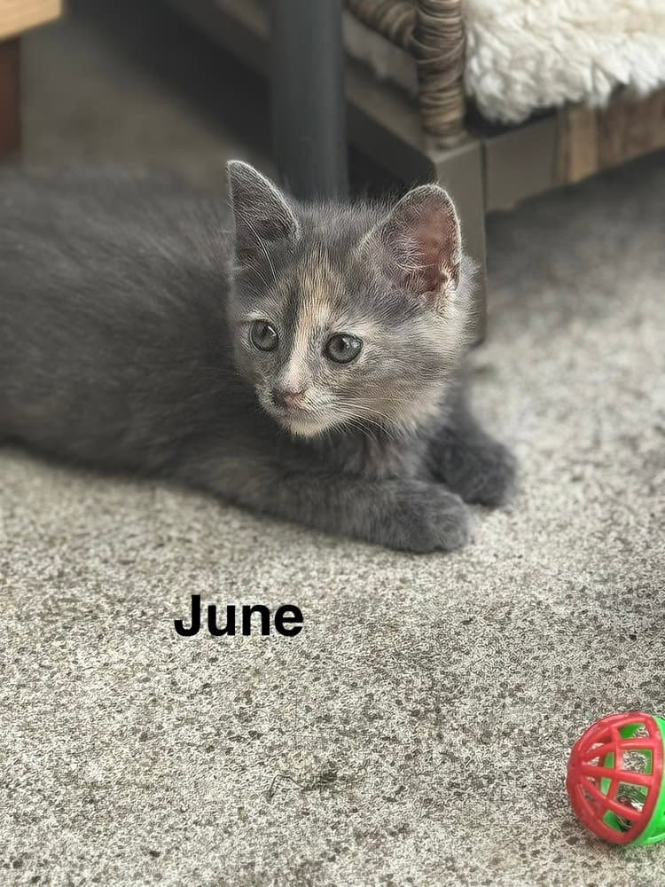 June - Domestic Short Hair