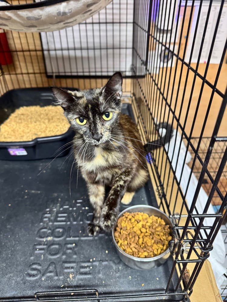 Toffee - Domestic Short Hair