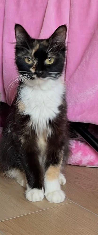 Harmony - Calico