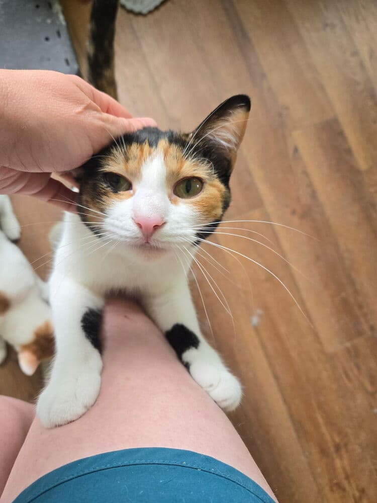 Pip - Calico