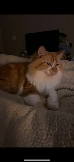 Clementine image 1