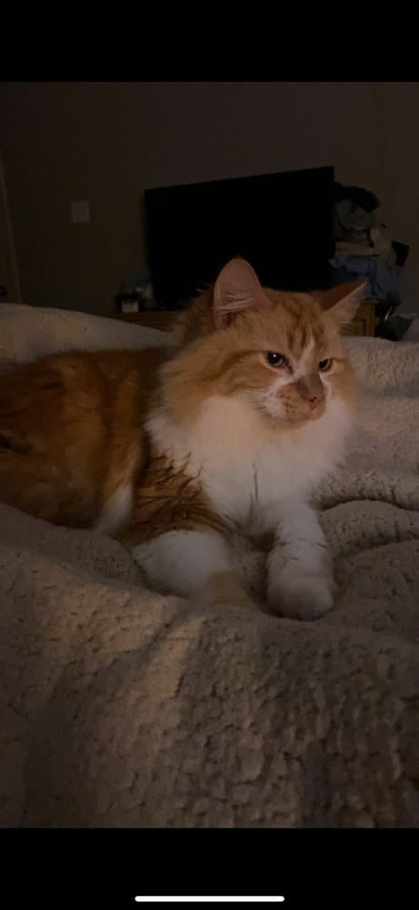 Clementine - Domestic Long Hair