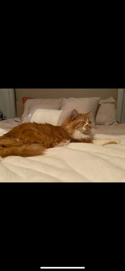 Clementine image 4
