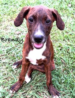 Brandy image 1