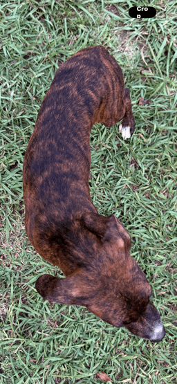 Brandy image 4