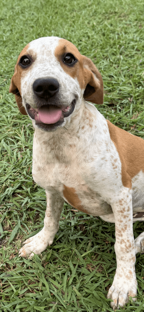 Arlie - Hound