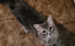 Emmy Lou image 1