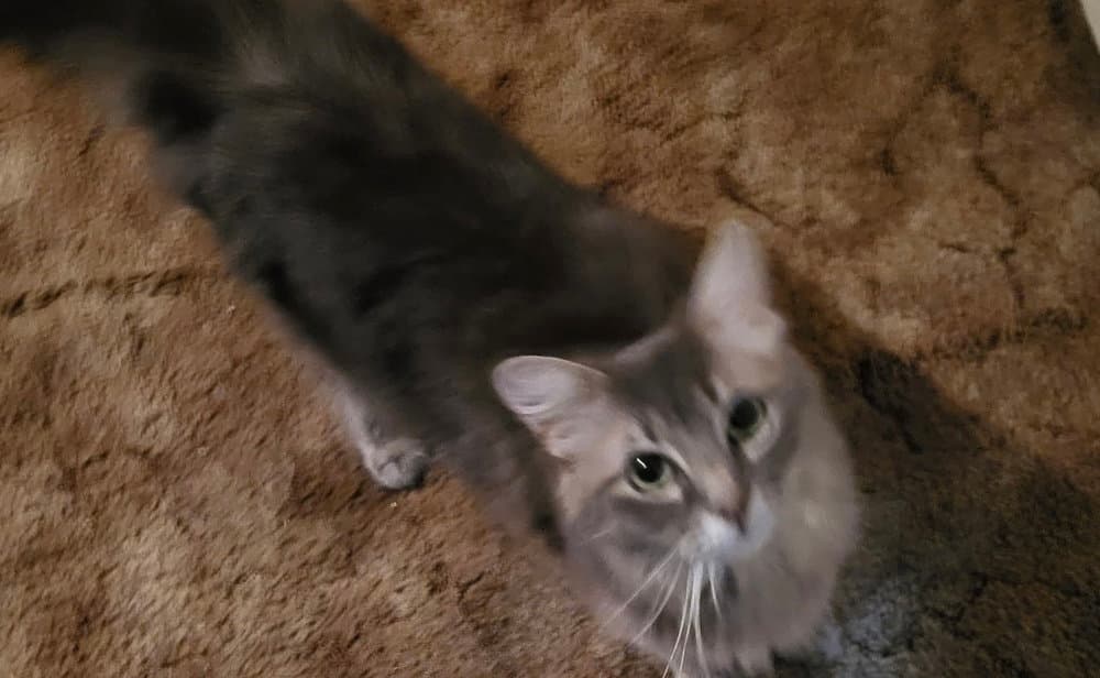 Emmy Lou - Domestic Long Hair